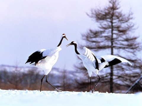 日本北海道洞爷湖温莎酒店美景 tomamu星野酒店滑雪 阿寒湖鄙之座酒店