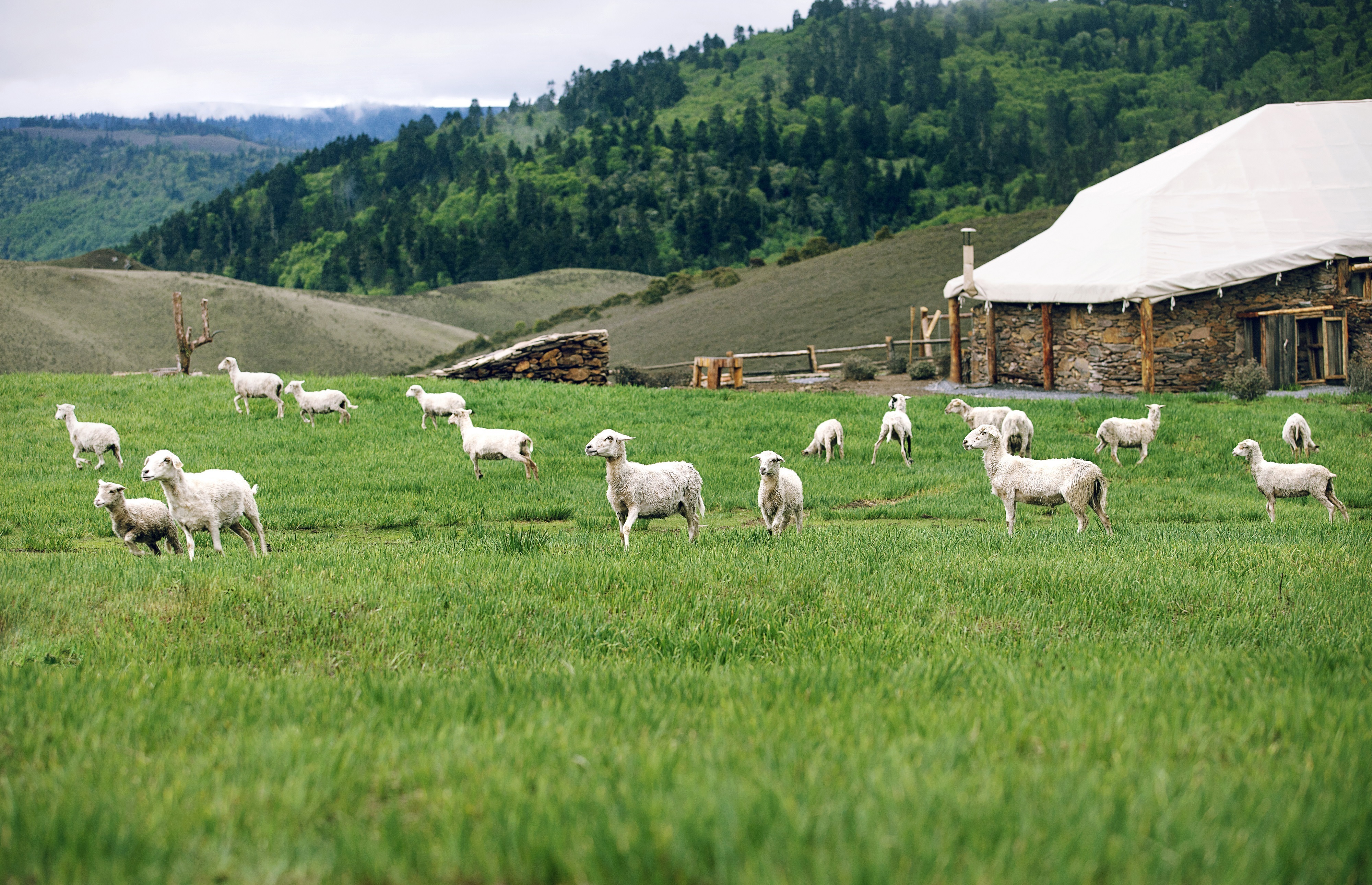 【国庆】云南4晚5天大研安缦 格拉丹帐篷营地 野奢深度放松之旅