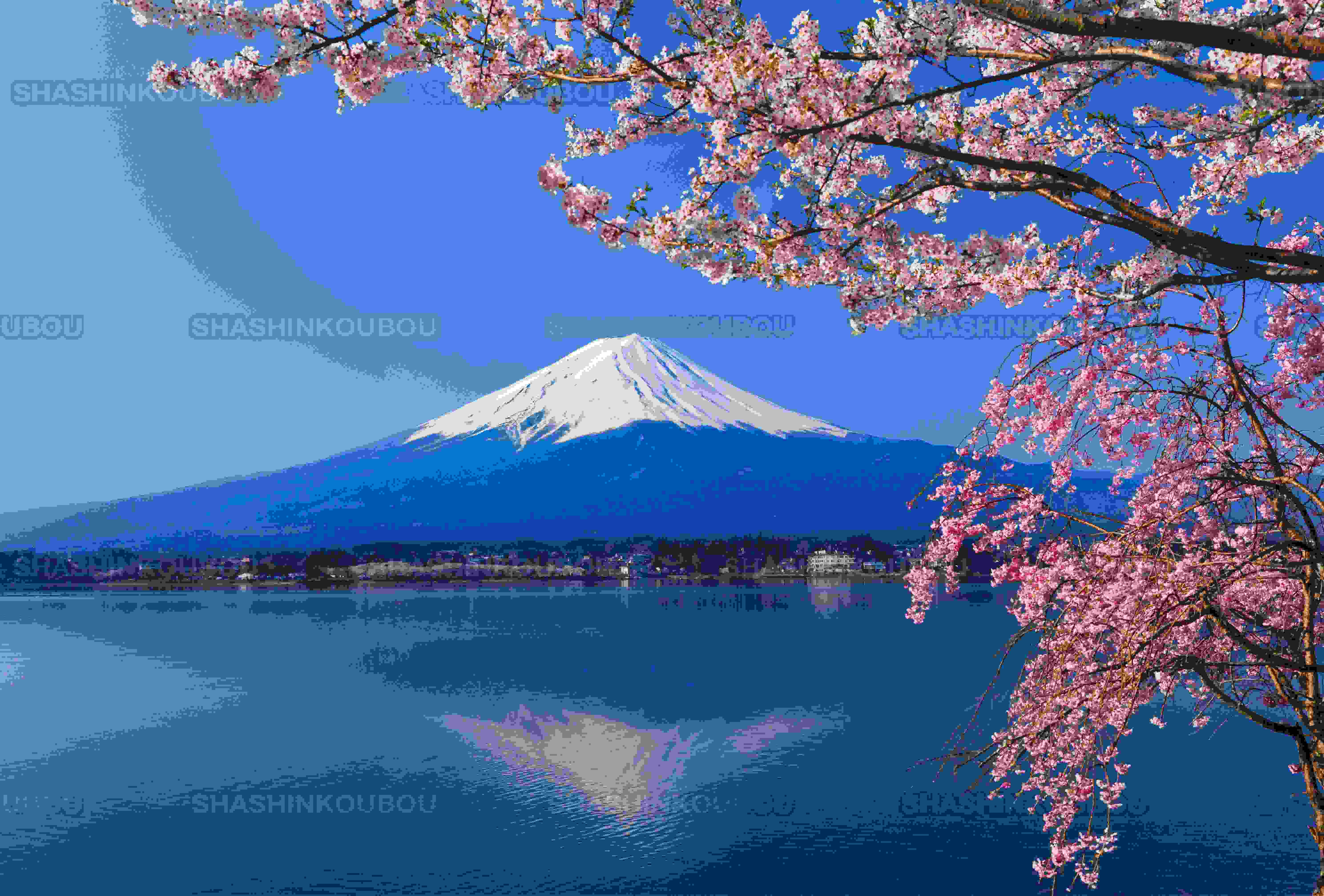 【赏樱】富士山下樱花开