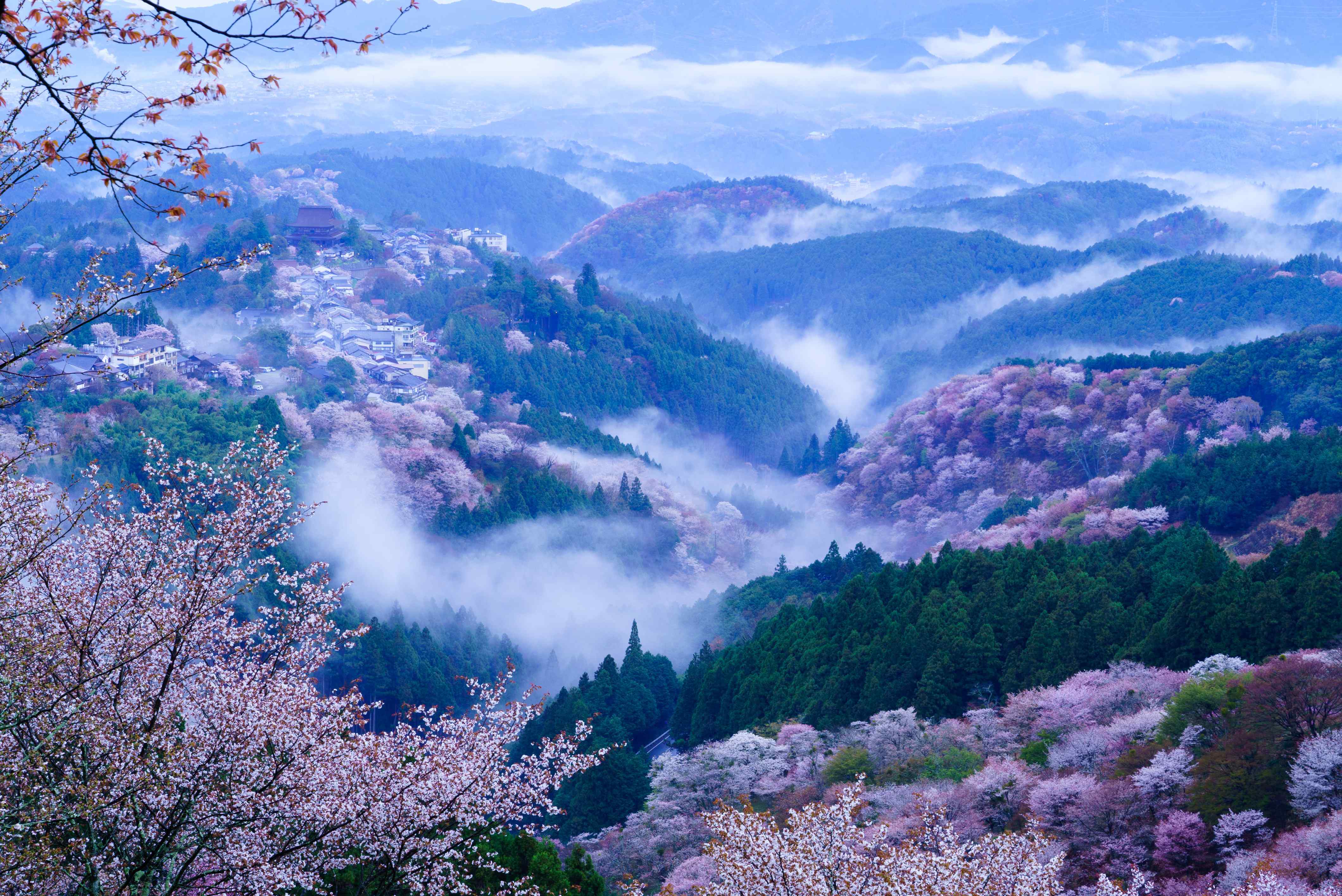 【赏樱】樱花雨下古都美——日本京都,有马温泉,奈良大阪 6晚7日古都