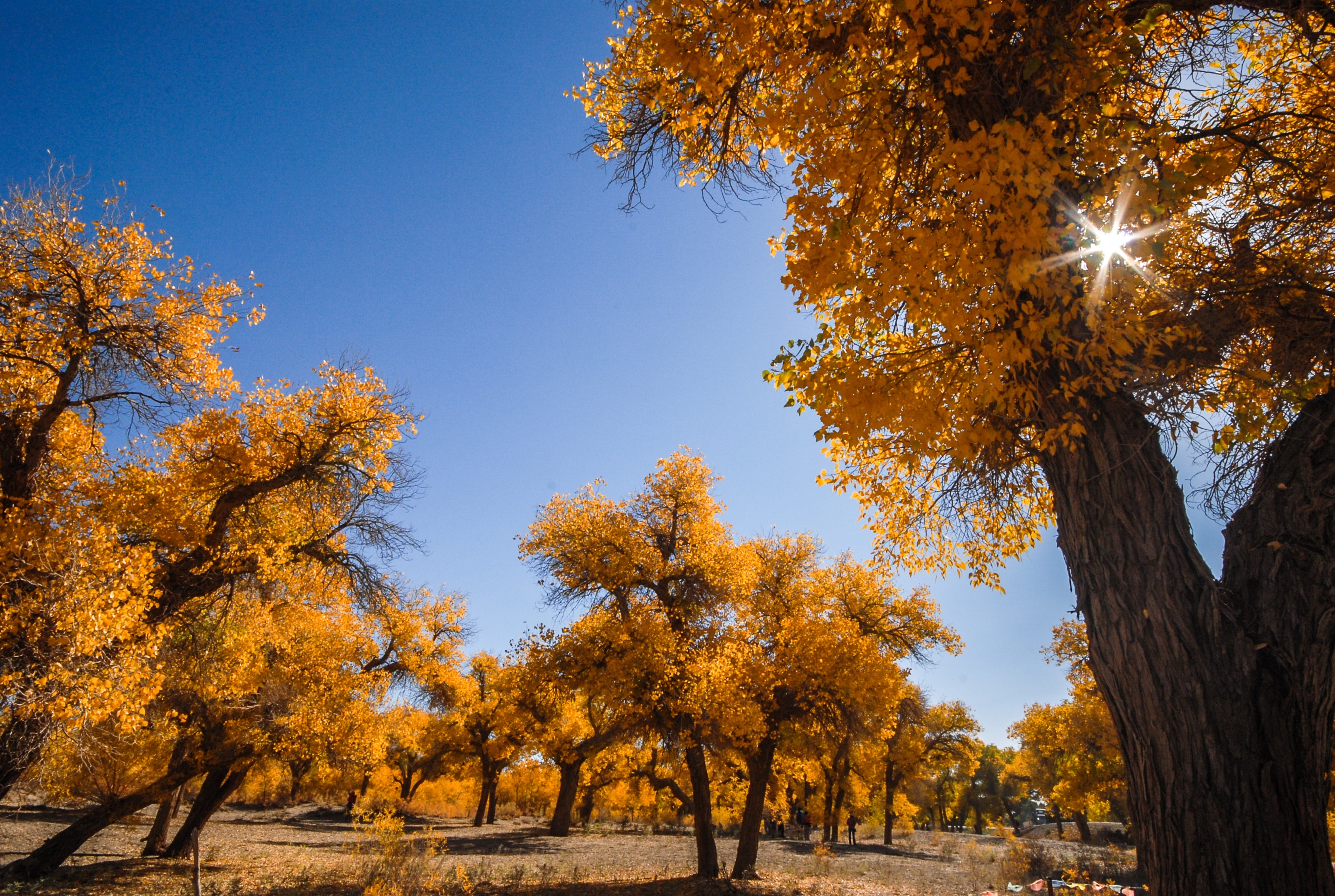 【国庆】季节限定:金色胡杨林 沙漠粉红湖 7晚8天招募团(银川 巴丹