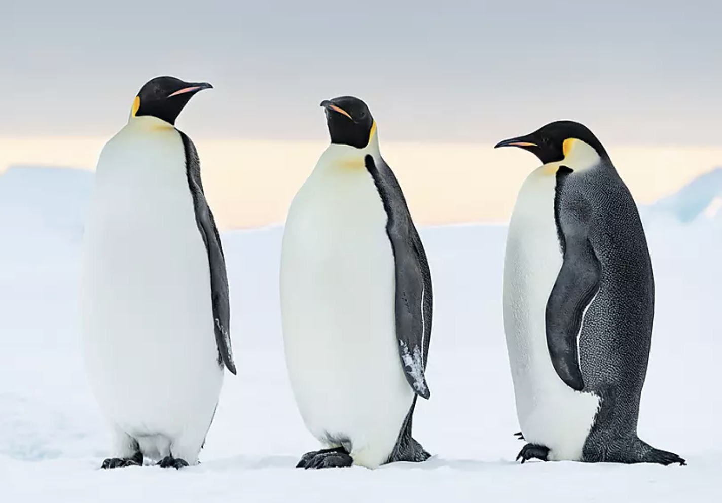 庞洛游轮 指挥官夏古号PONANT LE COMMANDANT CHARCOT 魔海秘境寻踪 | 智利+阿根廷+南极半岛14晚15天假期【The Emperor Penguins of Weddell Sea见证帝企鹅生命奇迹+威德尔海+德雷克海峡】