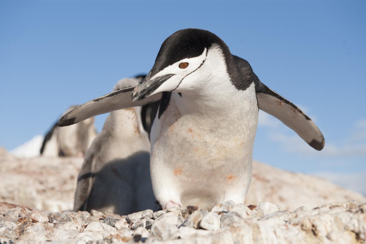 Silver Endeavour银海游轮奋进号 飞跃南极丨智利+南极8晚9天度假【商务包机+圣地亚哥+乔治王岛King George Island+南极半岛Antarctic Peninsula+南设得兰群岛 South Shetland Islands】